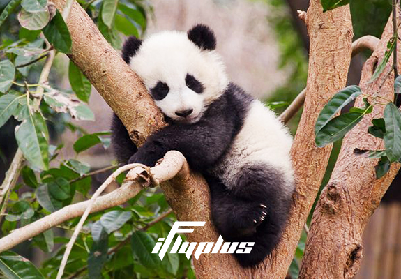 大熊猫饲养员
亲近大自然