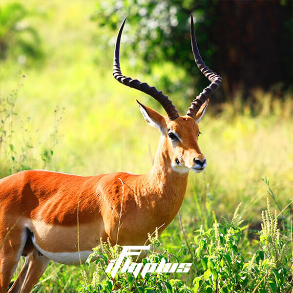 非洲动物大迁徙之旅